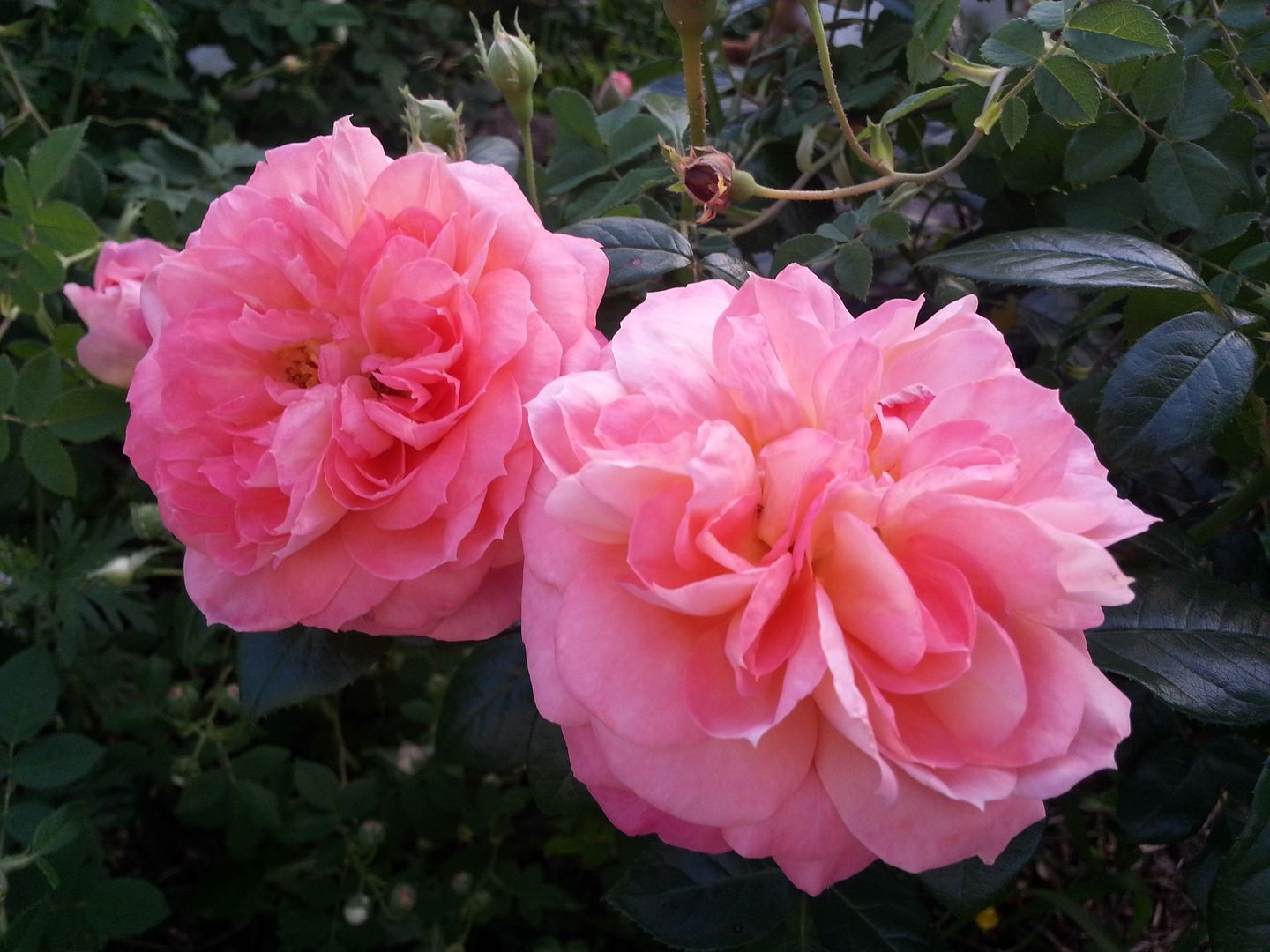 Queen of Hearts Fairytale photo 20130520_201327_zpsba5adc3d.jpg